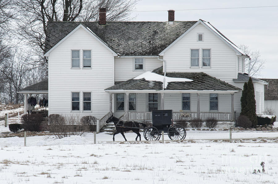 Winter Photograph - Amish Buggy and Amish House by David Arment
