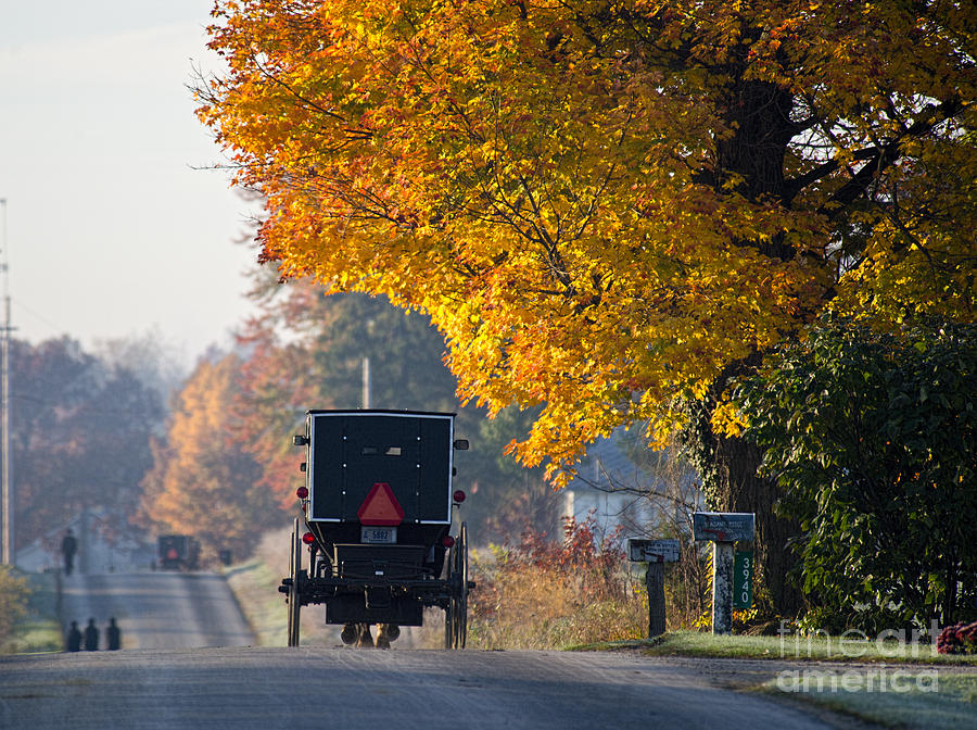 Amish Buggy Fall 2014 Photograph by David Arment