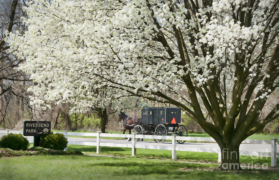 Amish Buggy Fowering Tree Photograph by David Arment