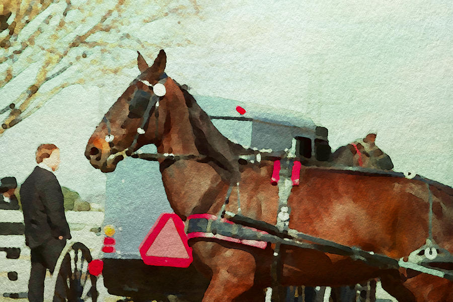 Amish Buggy Horse Photograph by Alice Gipson