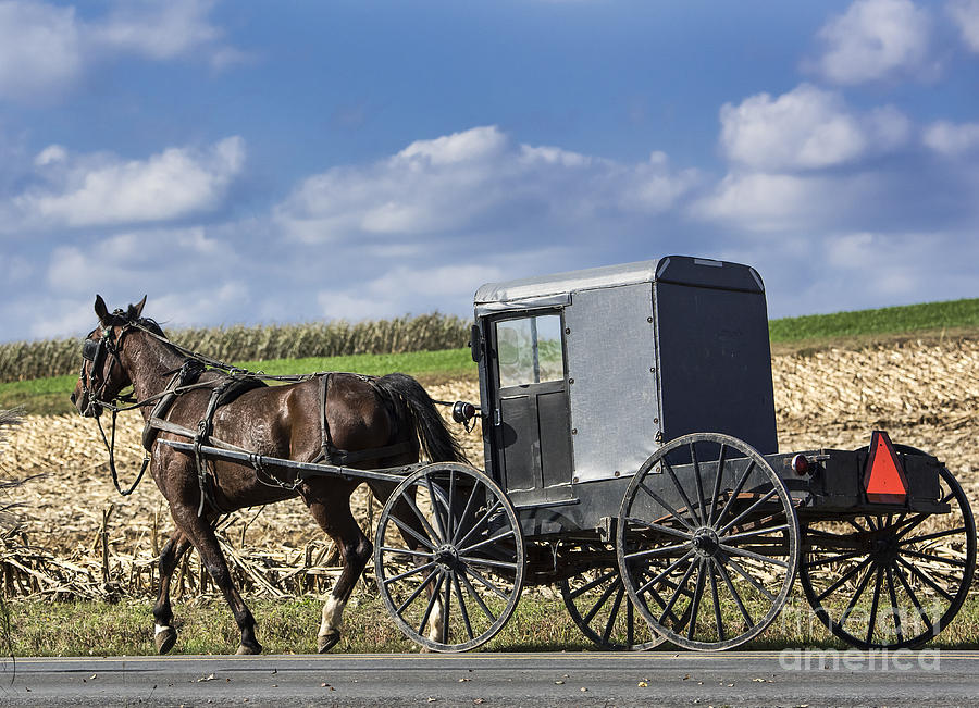 Amish Buggy Photograph by John Greim - Fine Art America