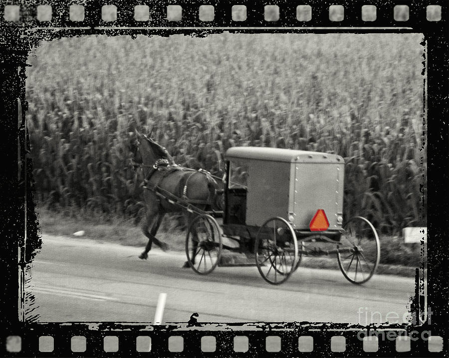 Transportation Photograph - Amish Buggy Monochrome by Terry Weaver