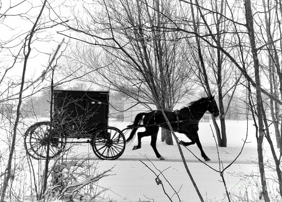 Amish Buggy Revised Photograph by David Arment