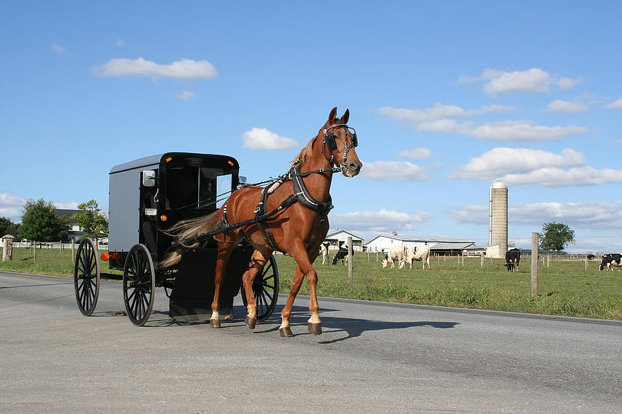 Amish Carriage Photograph by Delmas Lehman - Fine Art America