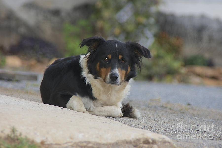 do amish breed good dogs