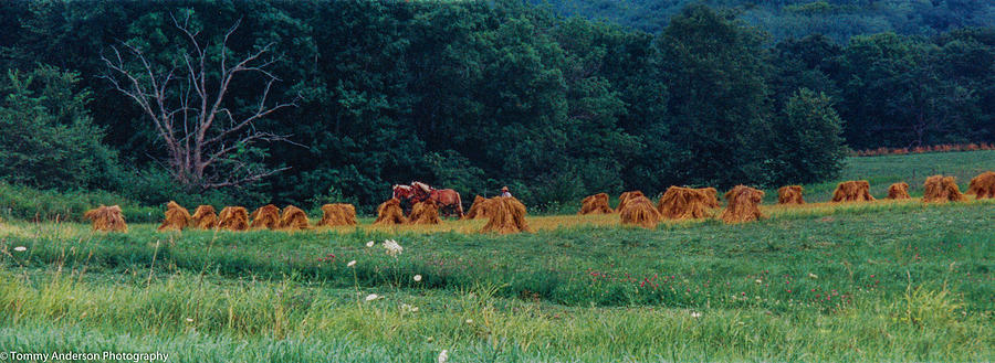 Amish Fall Farming Photograph by Tommy Anderson