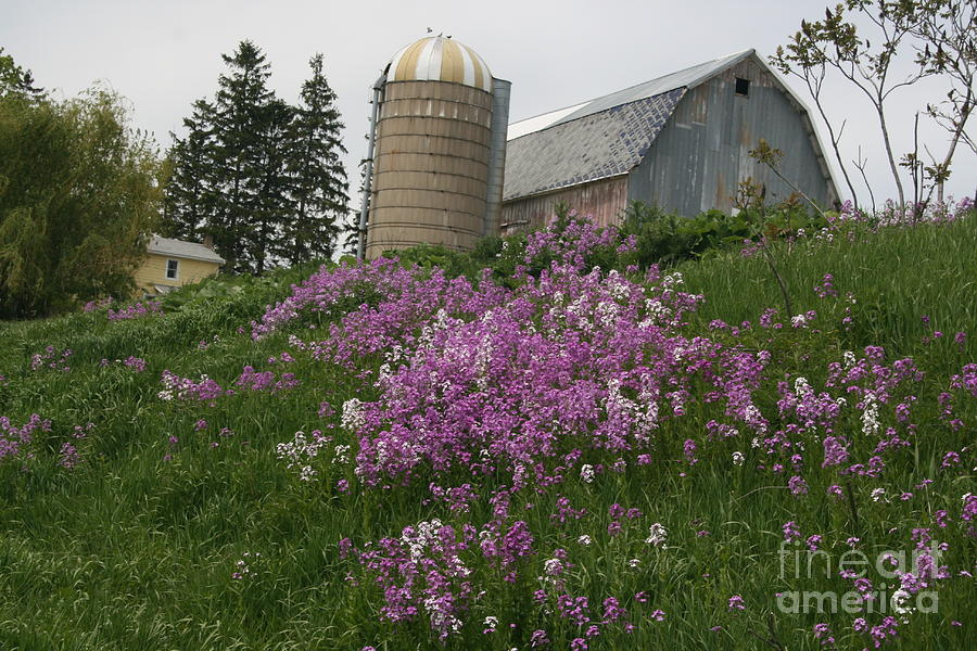 Amish Farm in the Spring Photograph by Joan McArthur