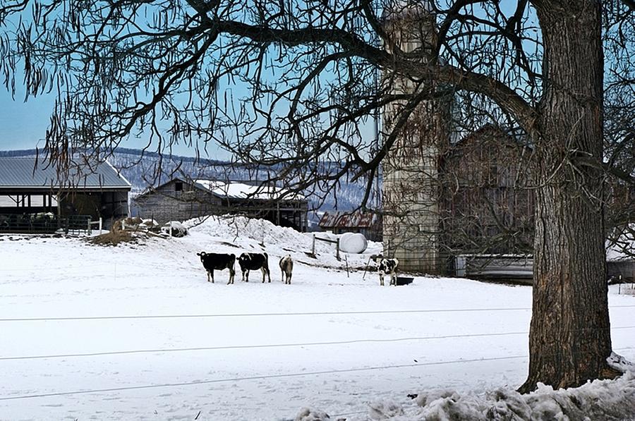 Cow Photograph - Amish Farm Scene by Stephanie Calhoun
