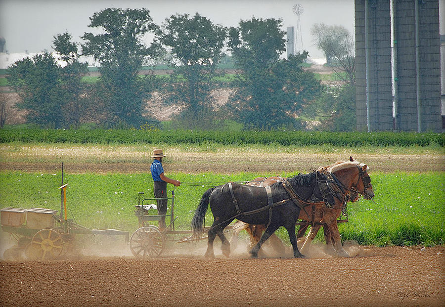 Amish Farmer and His Working Horses Photograph by Dyle   Warren
