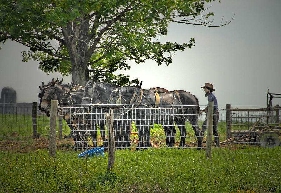 Amish Farmer Photograph by Dyle   Warren