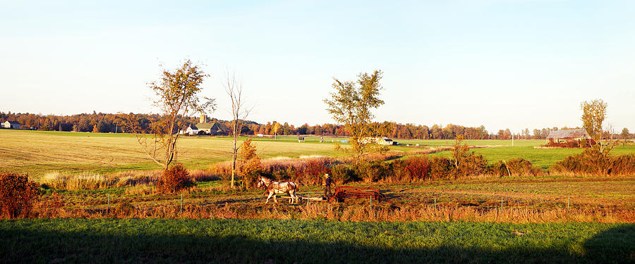 Farm Photograph - Amish Farmer Plowing A Field, Usa by Panoramic Images