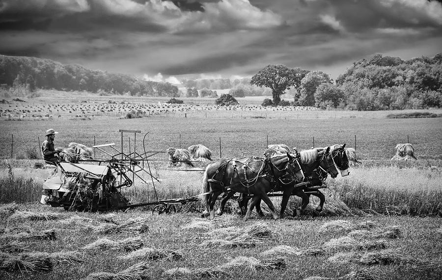 Amish Harvest Photograph by Betty Eich