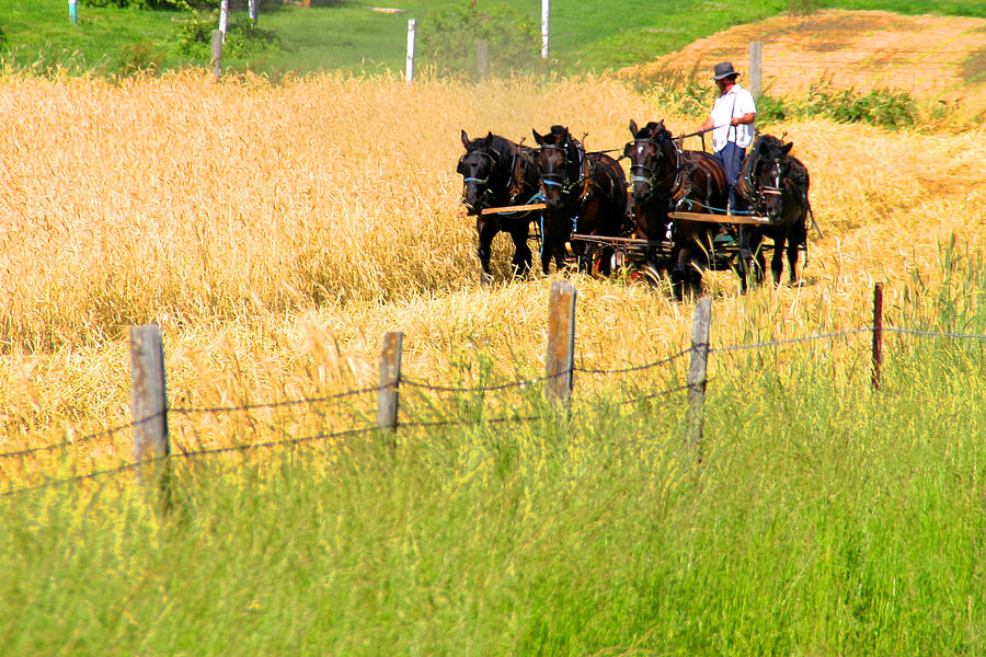 Amish Hay Mowing Photograph