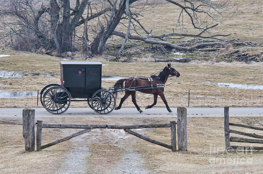 Amish Horse and Buggy March 2013 Photograph by David Arment