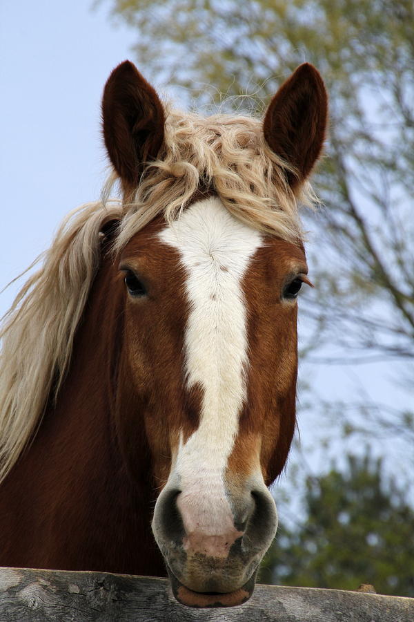 Amish Horse Photograph by Lori Burrows | Fine Art America