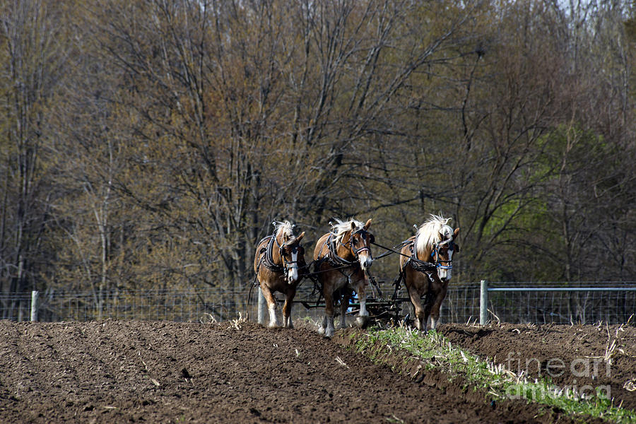 Amish Photograph - Amish Horses at Work by David Arment