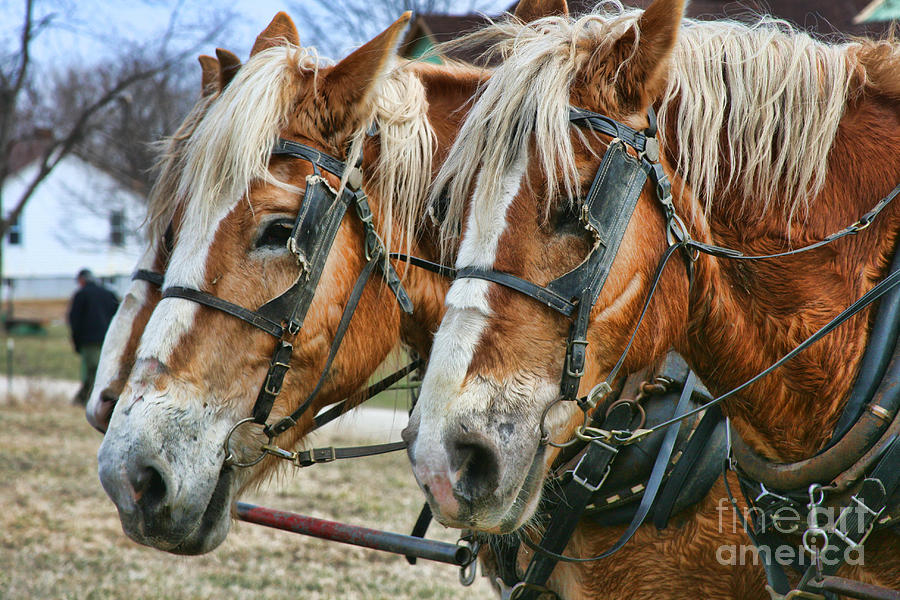 Amish Plow Horses Photograph by Crystal Nederman