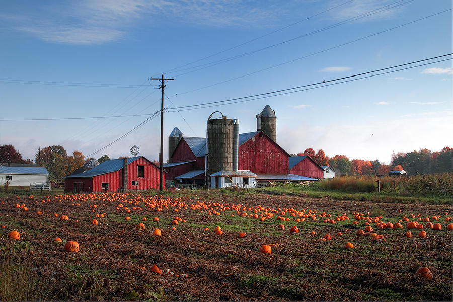Amish Pumpkin Patch Photograph by Richard Gregurich