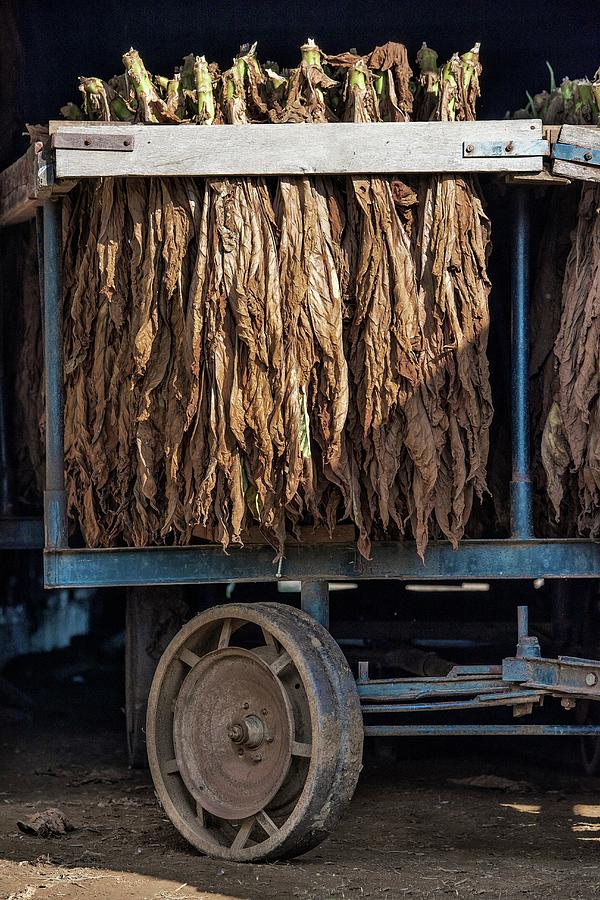 Amish Tobacco Farm Photograph By John Greim Science Photo Library