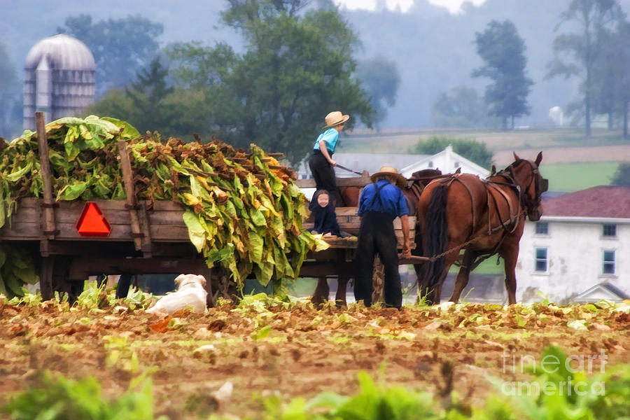 Amish Tobacco Harvest Photograph by Timothy Hacker