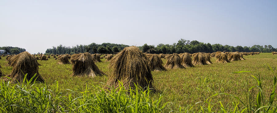 Amish Wheat Stacks Photograph by Kathy Clark
