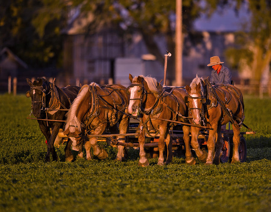 Spring Photograph - Amish Work Horses in the Golden Hour by Donna Caplinger