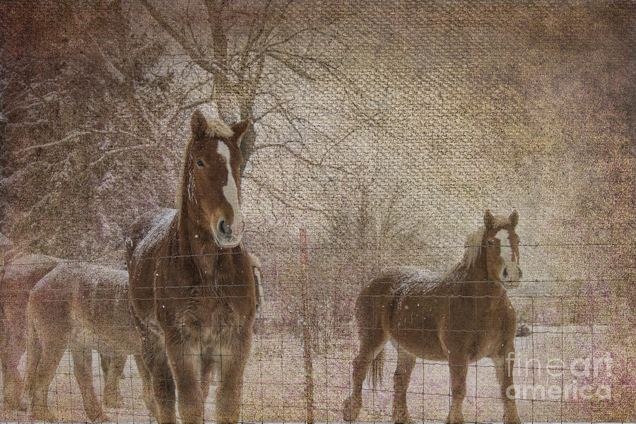Amish Work Horses in Winter Photograph by David Arment