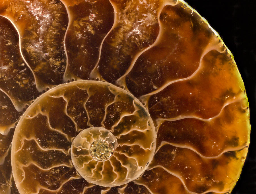 Ammonite Agate Fossil Photograph by Jean Noren