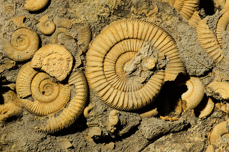 Ammonite Dactylioceras Fossils Photograph by Millard H. Sharp - Fine ...