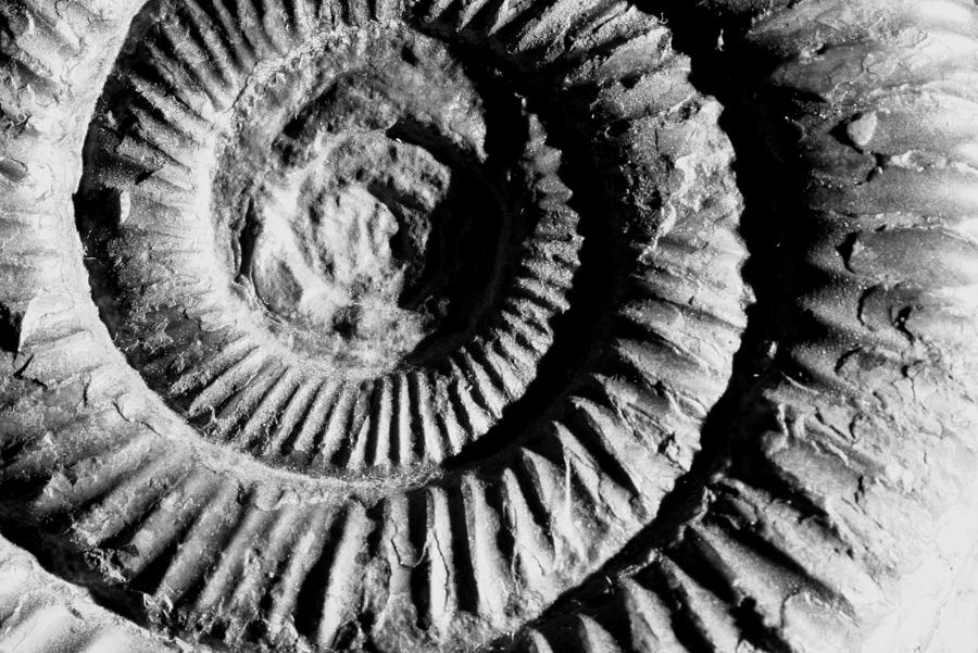 Fossil Photograph - Ammonite by Derek Sherwin