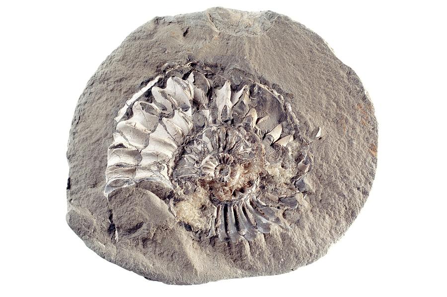 Ammonite Fossil Photograph by Daniel Sambraus/science Photo Library