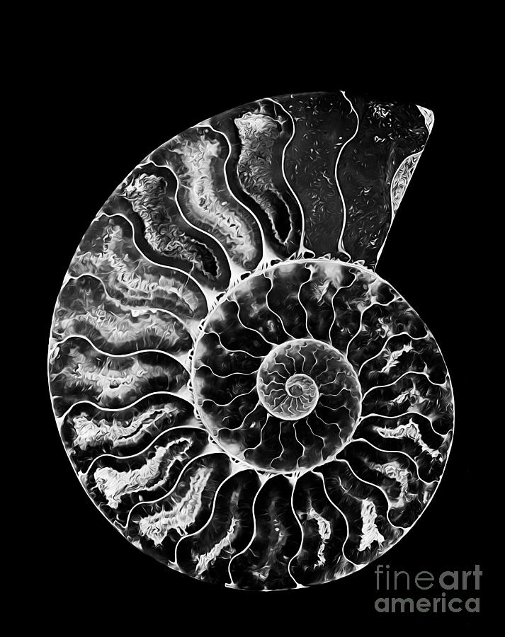 Ammonite Fossil Photograph by Mimi Ditchie
