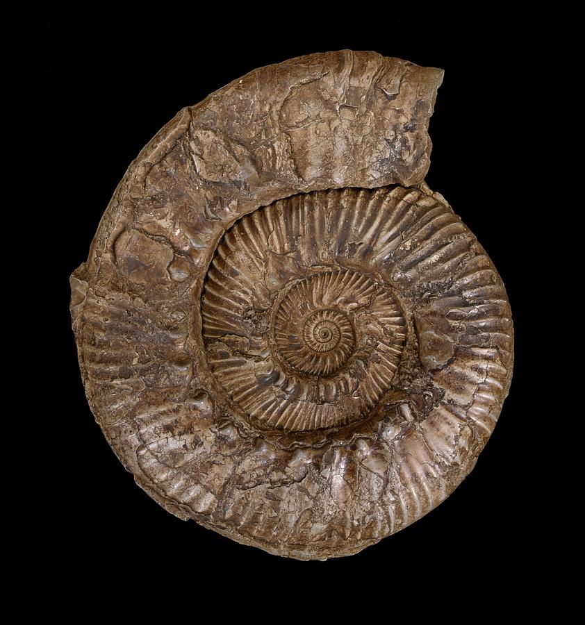 Ammonite Fossil Photograph By Science Photo Library