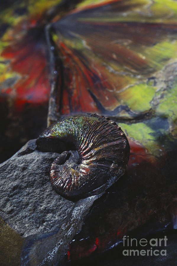 Ammonite Fossils Photograph by James L. Amos