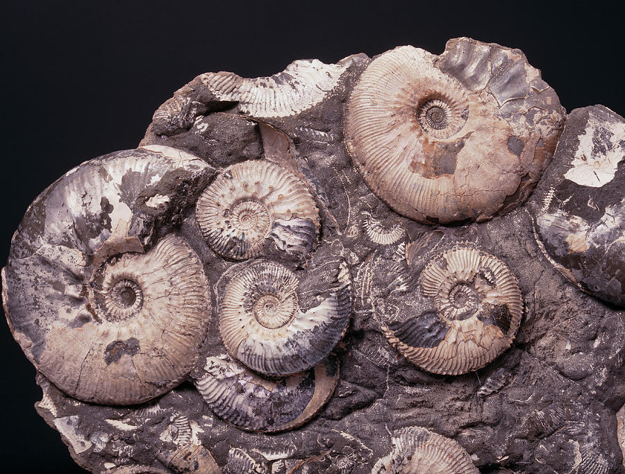 Ammonite Fossils Photograph By Martin Landscience Photo Library Fine