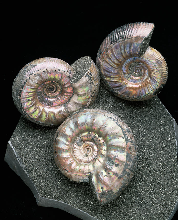 ammonite sex