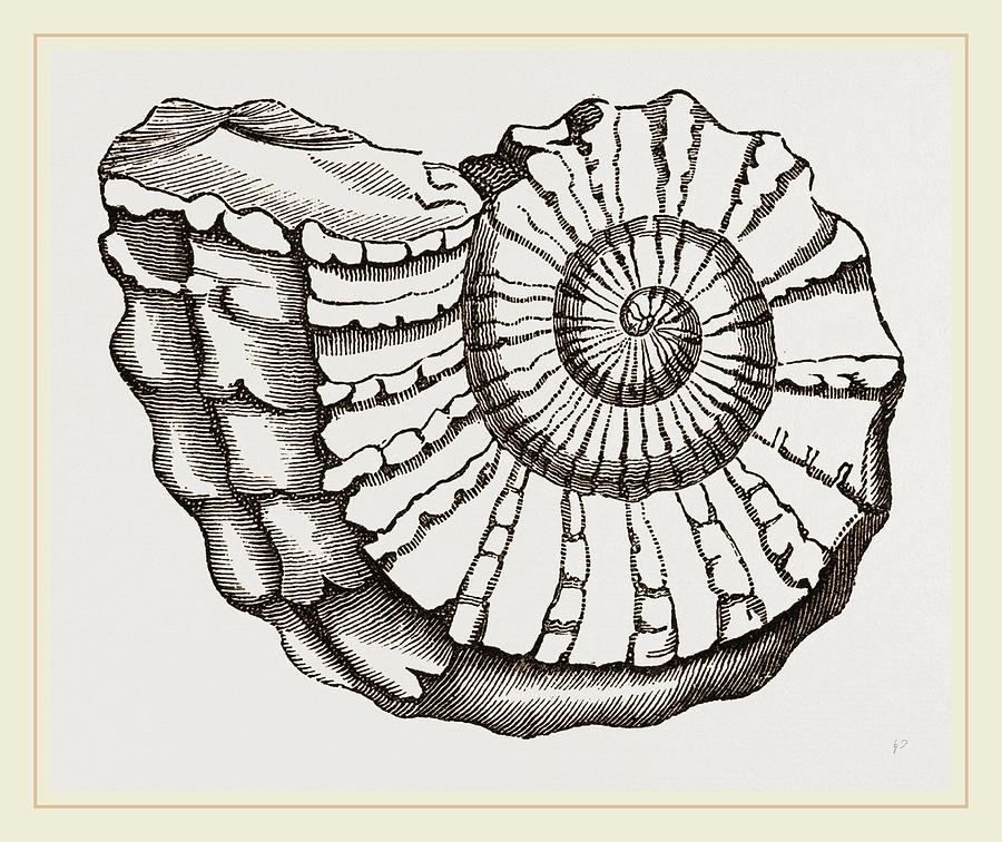 Аммонит как нарисовать