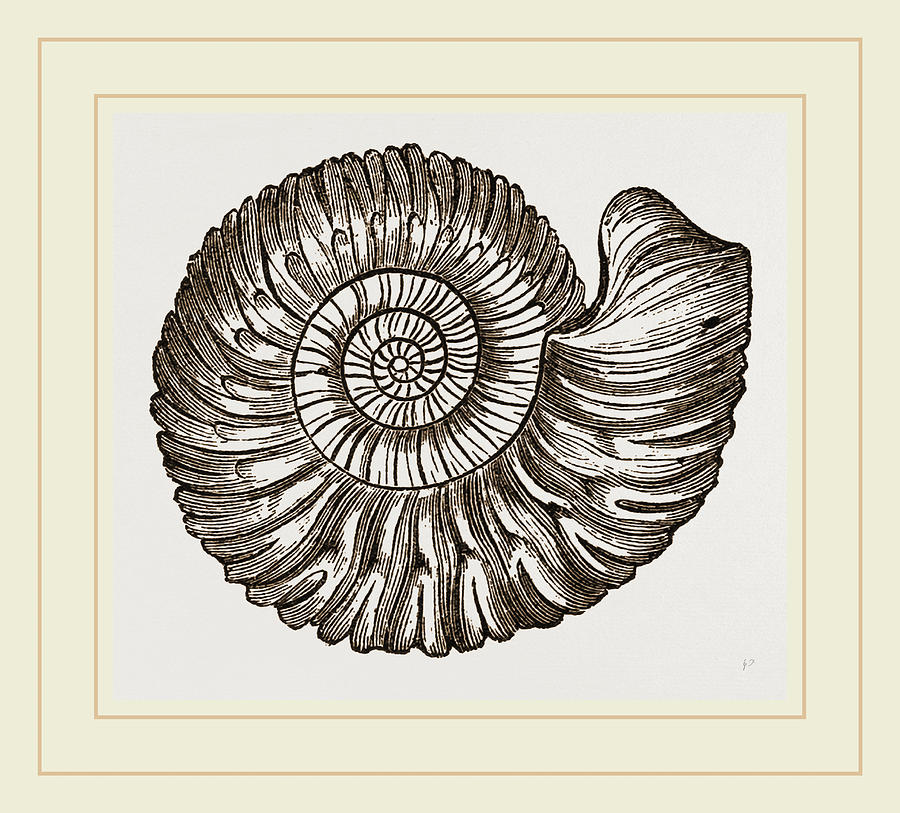 Ammonite Mouth Perfect Drawing by Litz Collection Fine Art America