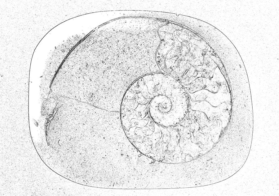 Ammonite Photograph by Nigel Radcliffe