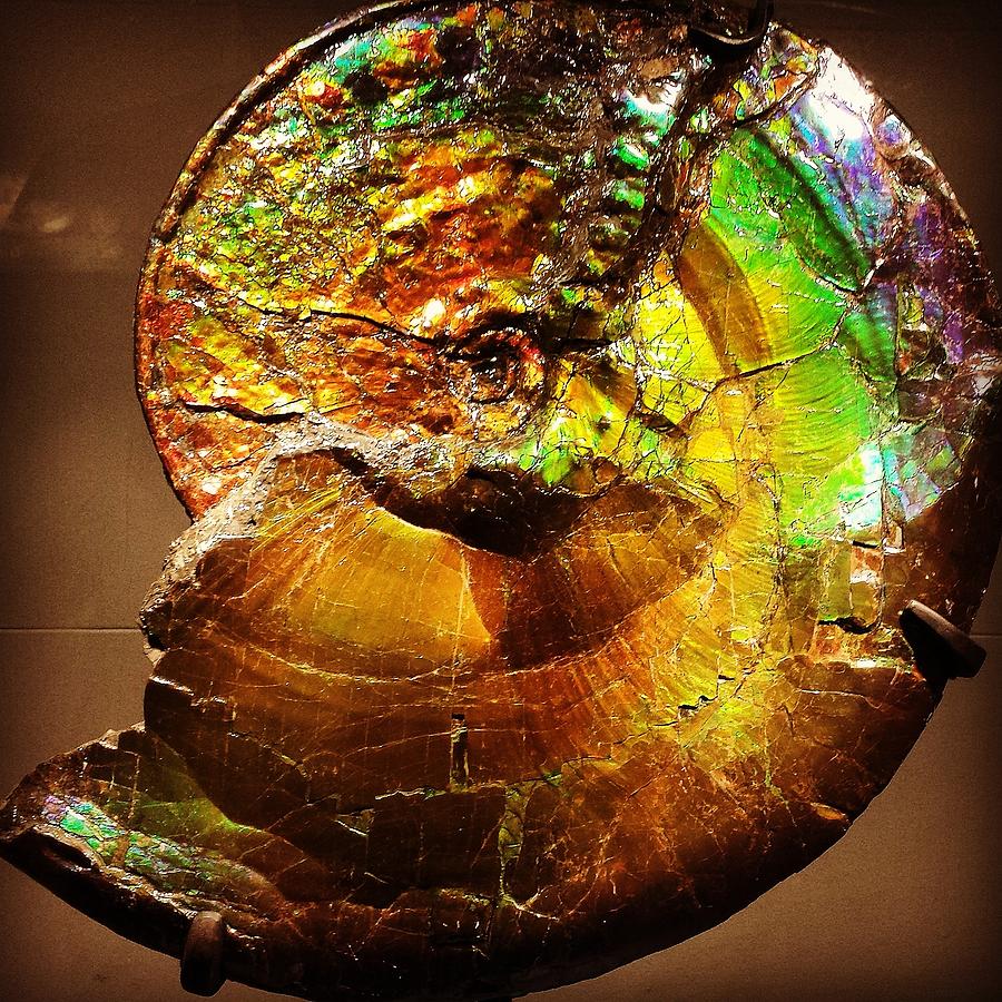 Abstract Photograph - Ammonite Shell by David Lubetsky