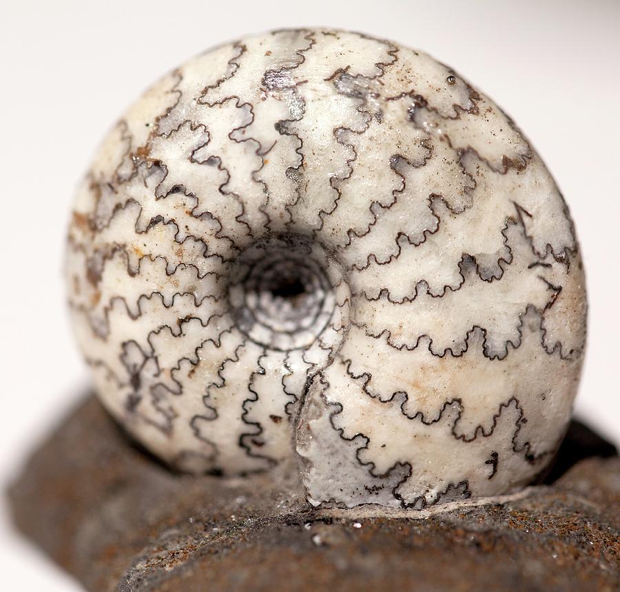 Ammonite Sutures Graspedites Subolitus Photograph by Paul D Stewart