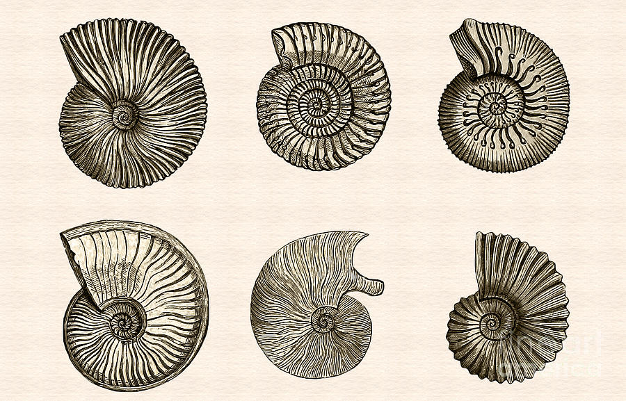 Ammonites Photograph by Phil Cardamone