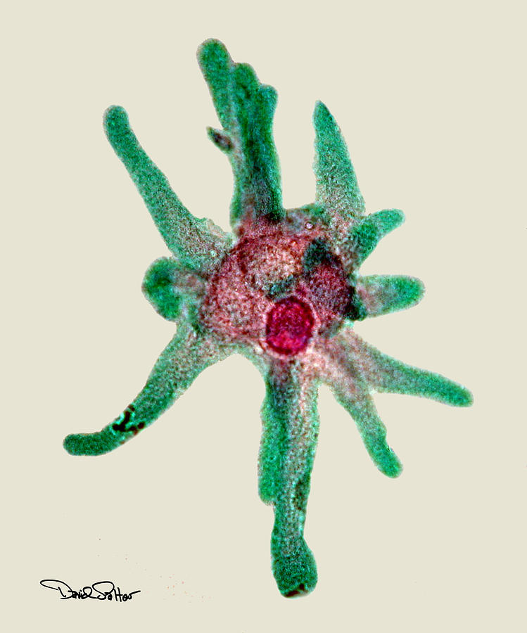 Microbe Photograph - Amoeba by David Salter