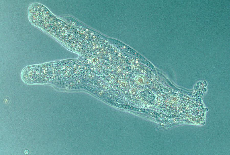  Amoeba  Proteus Photograph by Dr David J Patterson science 