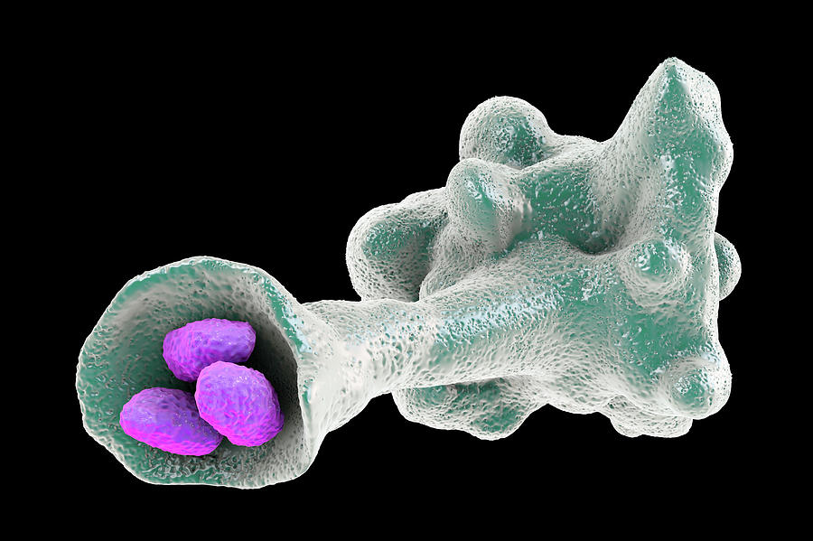 Ameba Photograph - Amoeba Protozoan Engulfing Bacteria by Kateryna Kon/science Photo Library