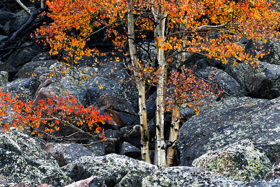 Fall Photograph - Among Boulders by Chad Dutson