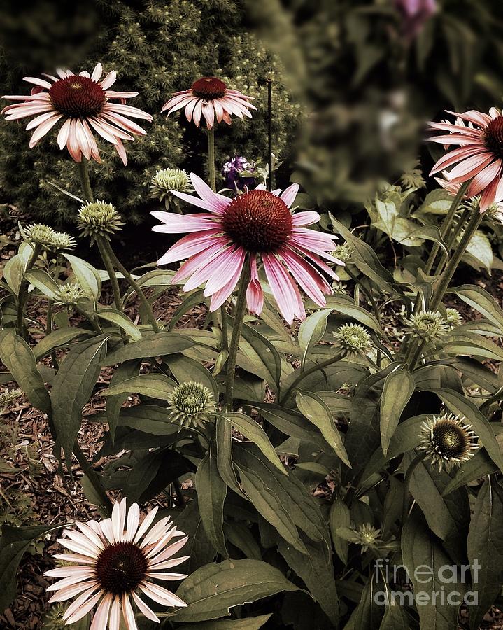 Cone Flowers Photograph - Among Friends by Frank J Casella