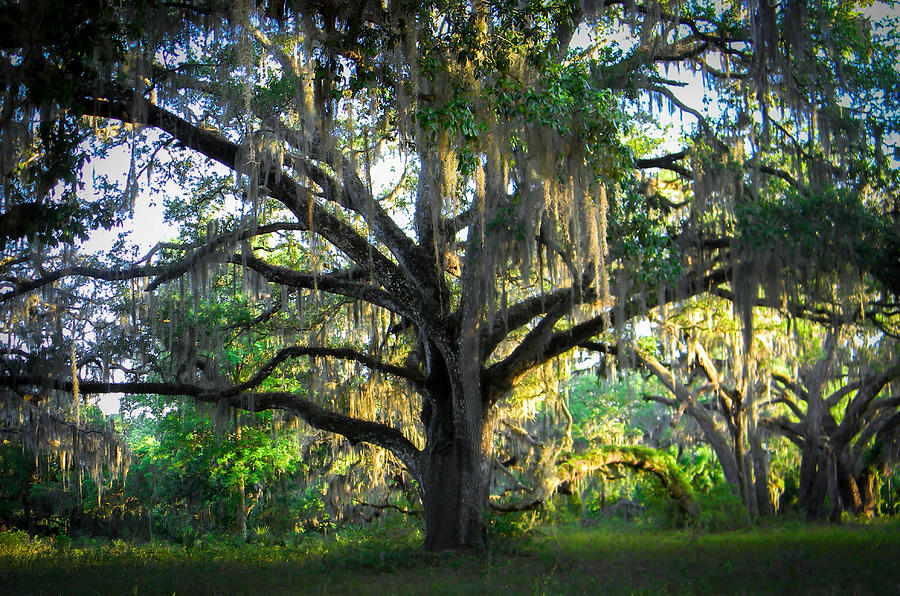 Tree Photograph - Among the Ancients by Christy Usilton