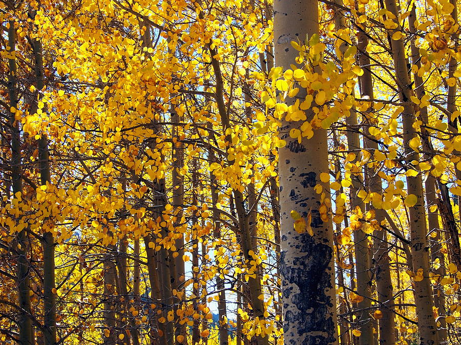 Among the Aspen Trees in Fall Photograph by Amy McDaniel