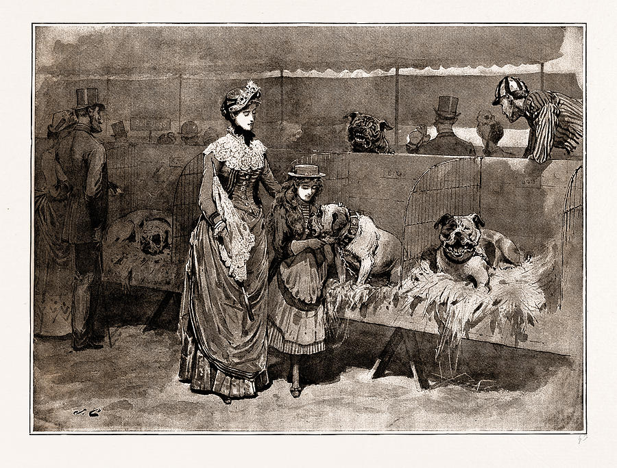 Bull Drawing - Among The Bull Dogs At The Kennel Club Show by Litz Collection Bull Drawing - Among The Bull Dogs At The Kennel Club Show by Litz Collection